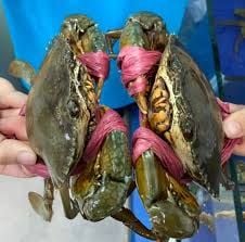  Cua Thịt Cà Mau 