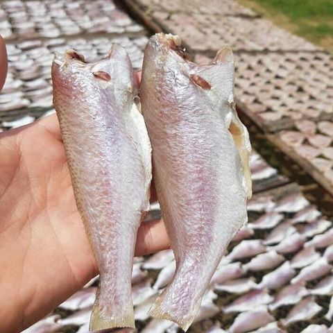  Khô Cá Đù 1 nắng Cà Mau -500Gram 