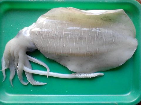  Mực Lá tươi. 